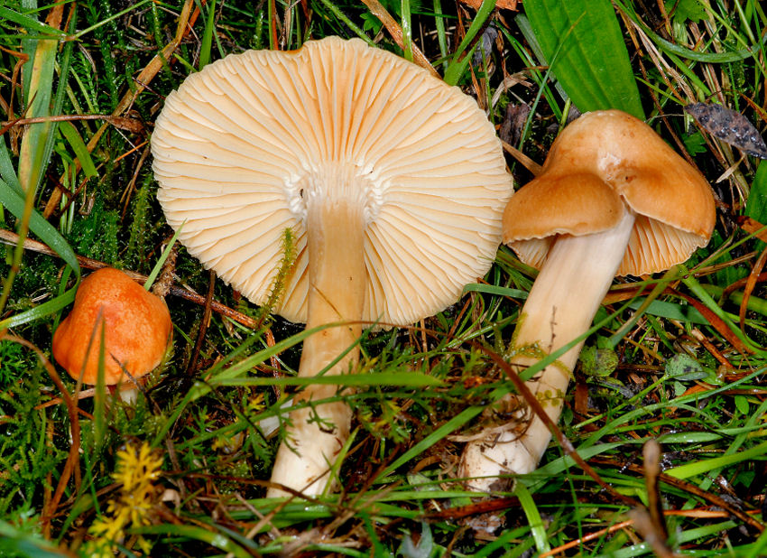 Hygrophoracee
